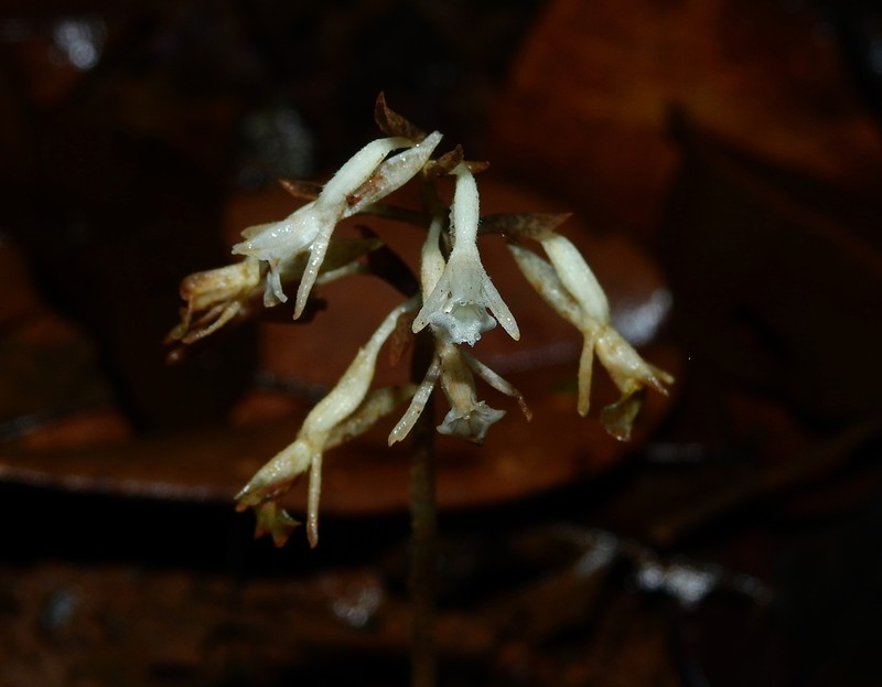 Degranvillea dermaptera photo 3