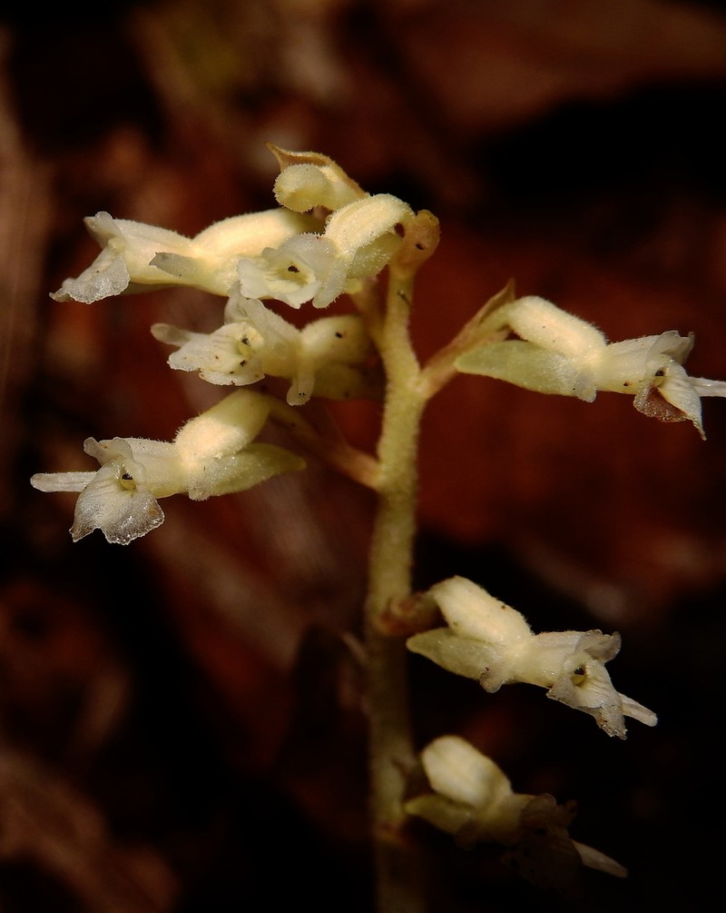 Degranvillea dermaptera photo 4