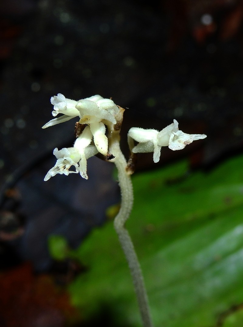 Degranvillea dermaptera photo 5