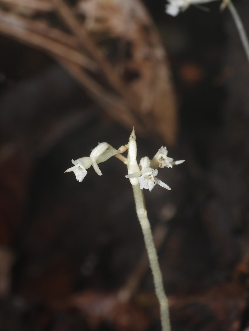 Degranvillea dermaptera photo 6