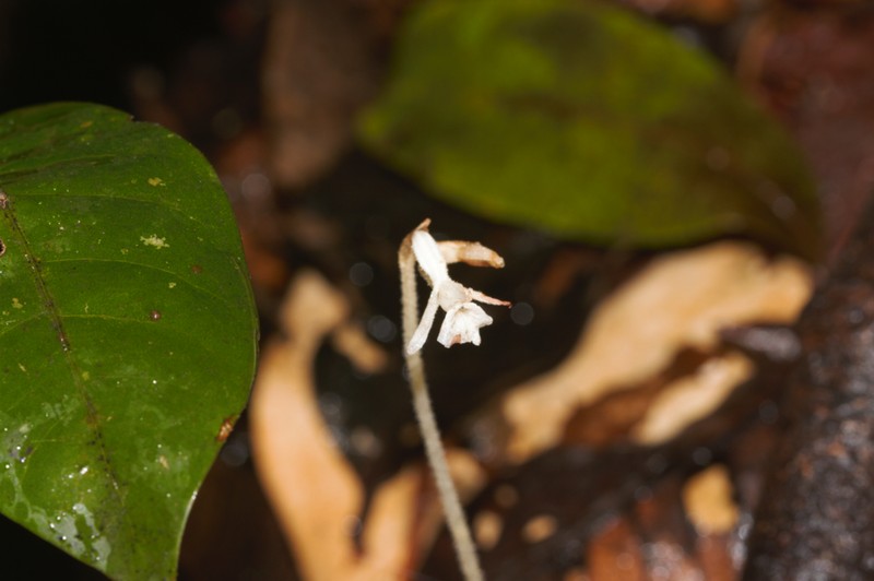 Degranvillea dermaptera photo 7