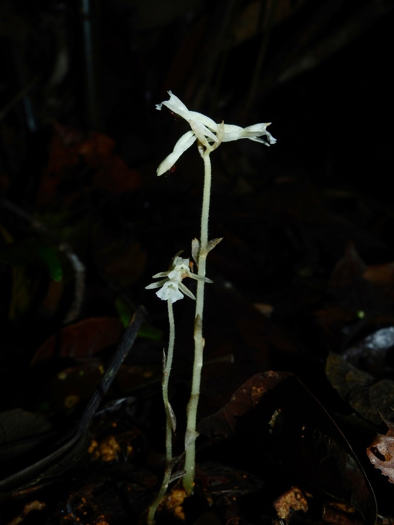 Degranvillea dermaptera photo 8