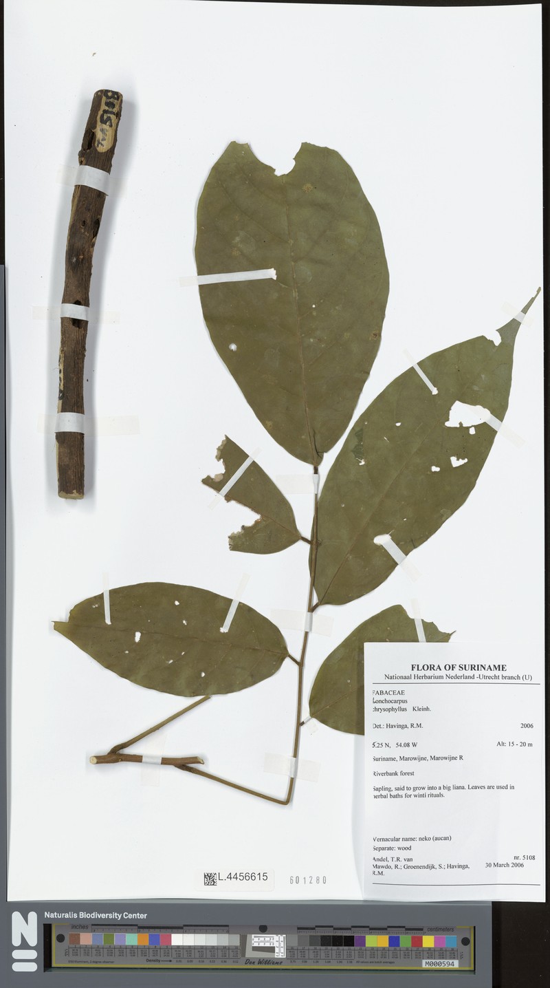 Deguelia chrysophylla