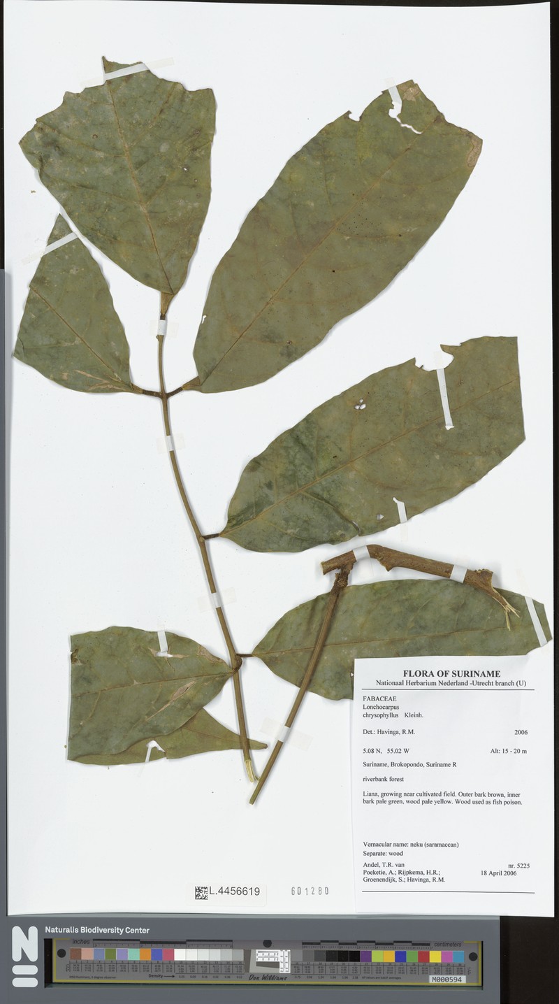 Deguelia chrysophylla photo 2