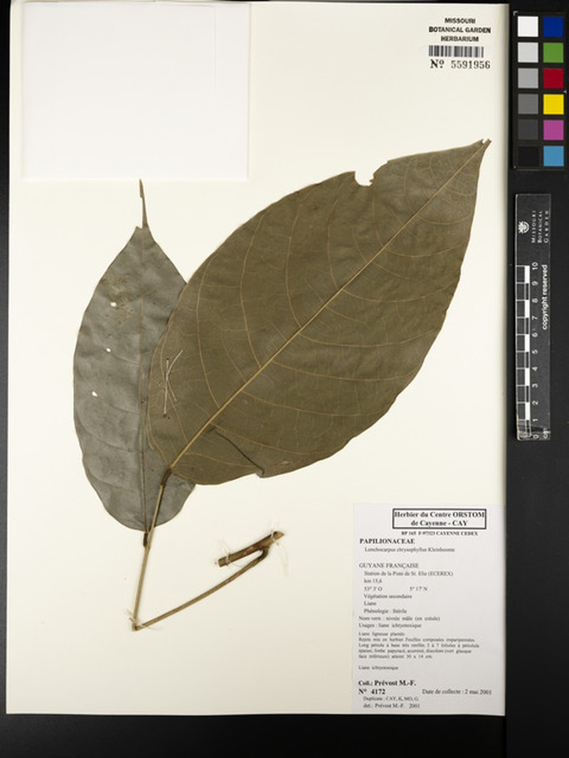 Deguelia chrysophylla photo 3
