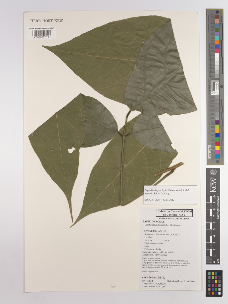 Deguelia chrysophylla photo 4
