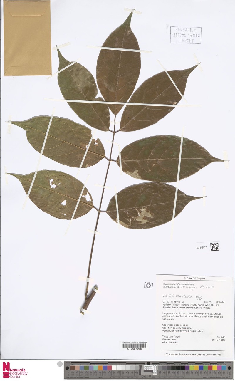 Deguelia martynii