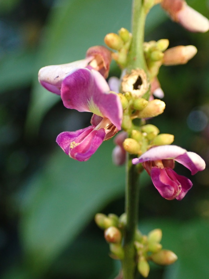 Deguelia rariflora