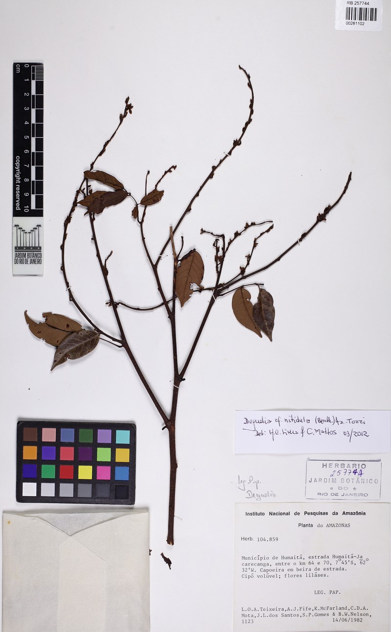 Deguelia rariflora photo 2