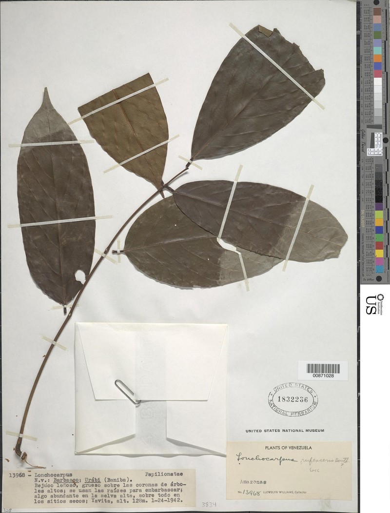 Deguelia rufescens