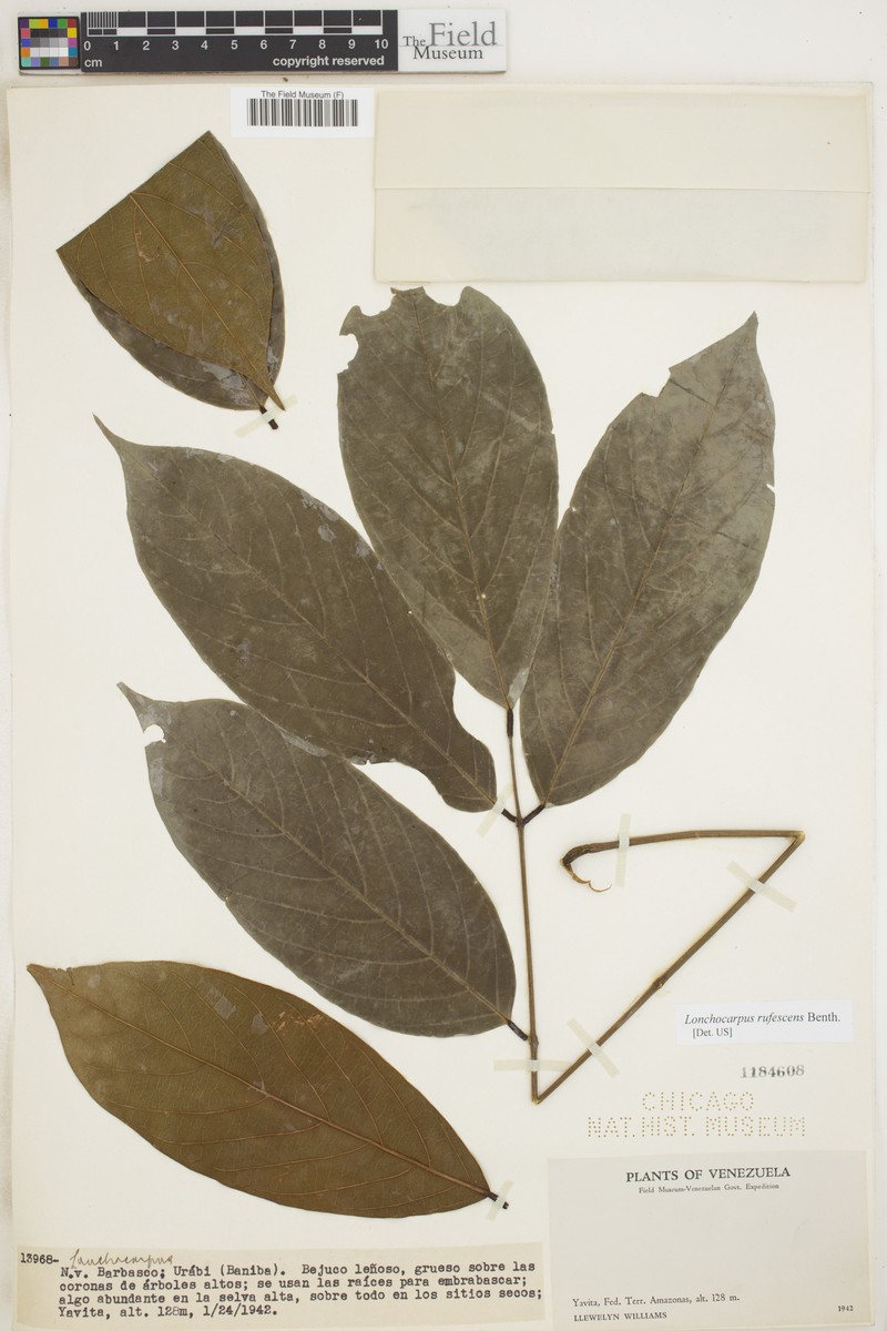 Deguelia rufescens photo 2