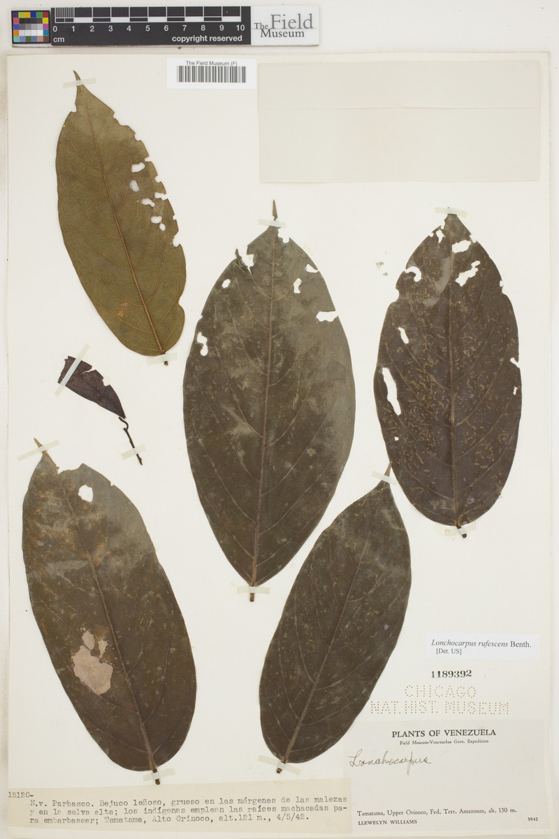 Deguelia rufescens photo 3