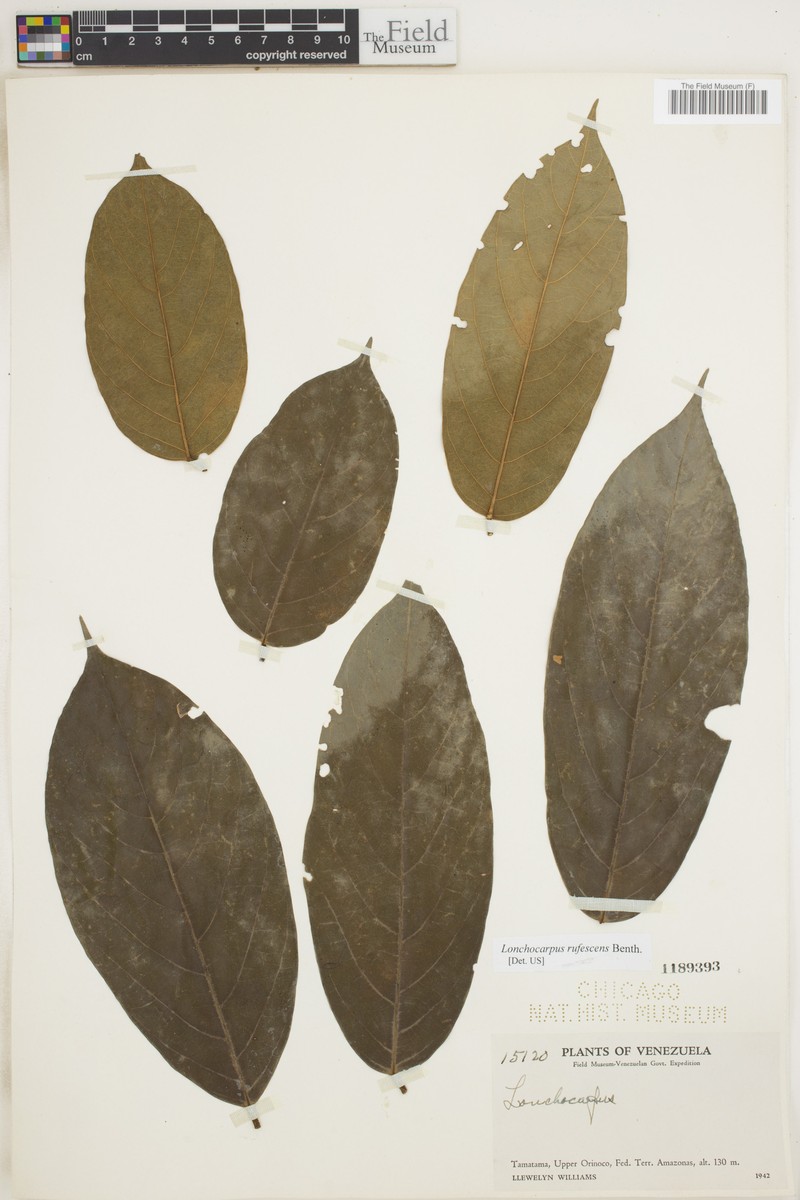 Deguelia rufescens photo 4