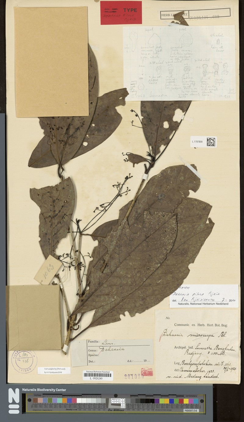 Dehaasia pilosa