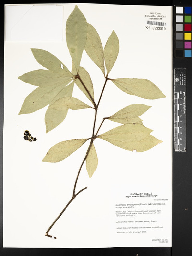 Deherainia smaragdina subsp. smaragdina