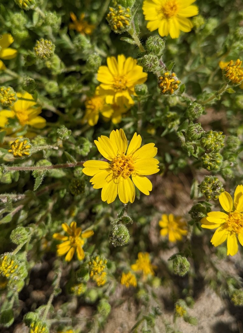 Red Rock Tarweed