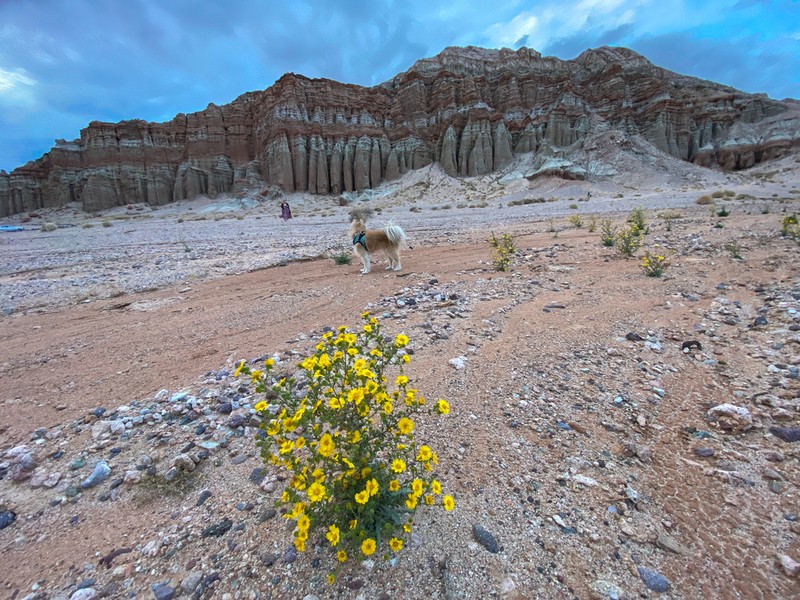 Red Rock Tarweed