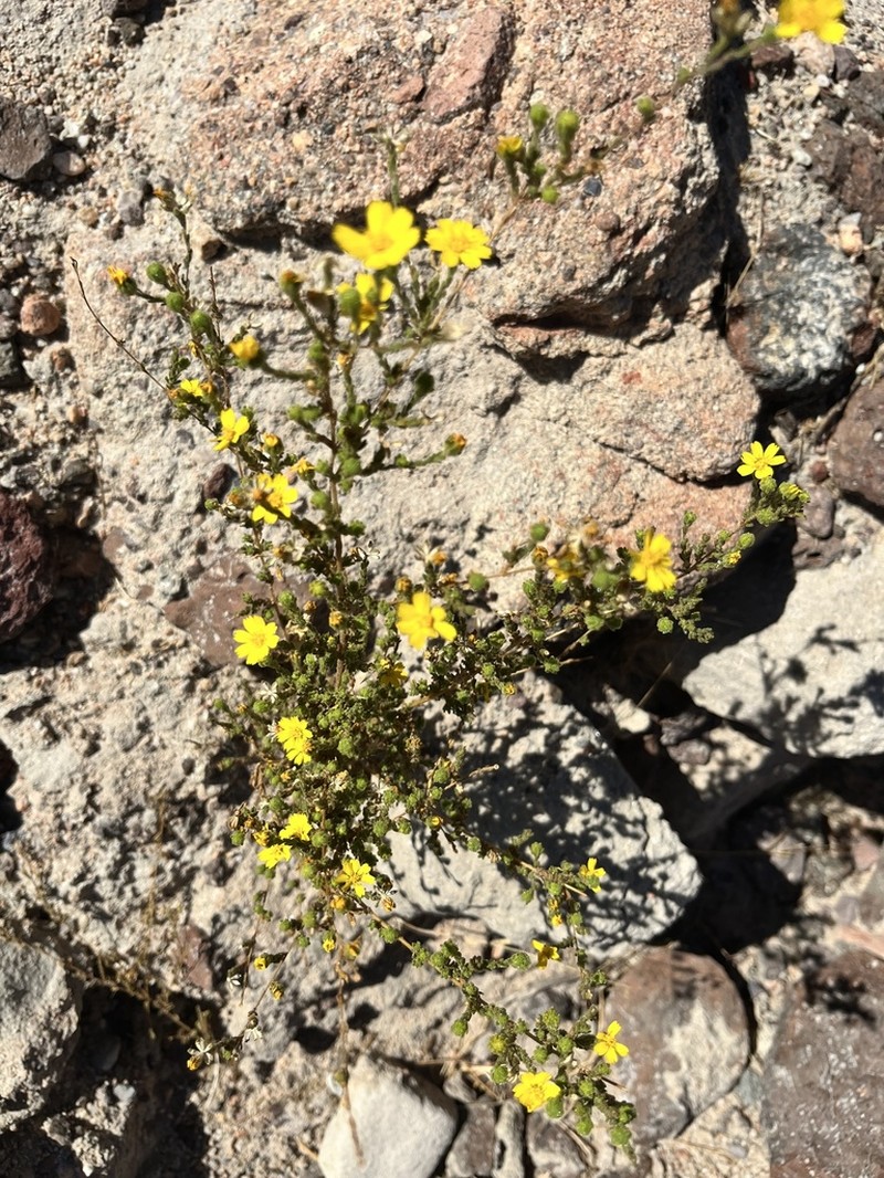 Red Rock Tarweed photo 2