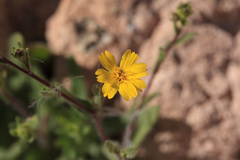 Red Rock Tarweed photo 3