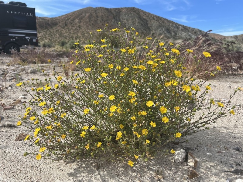 Red Rock Tarweed photo 4