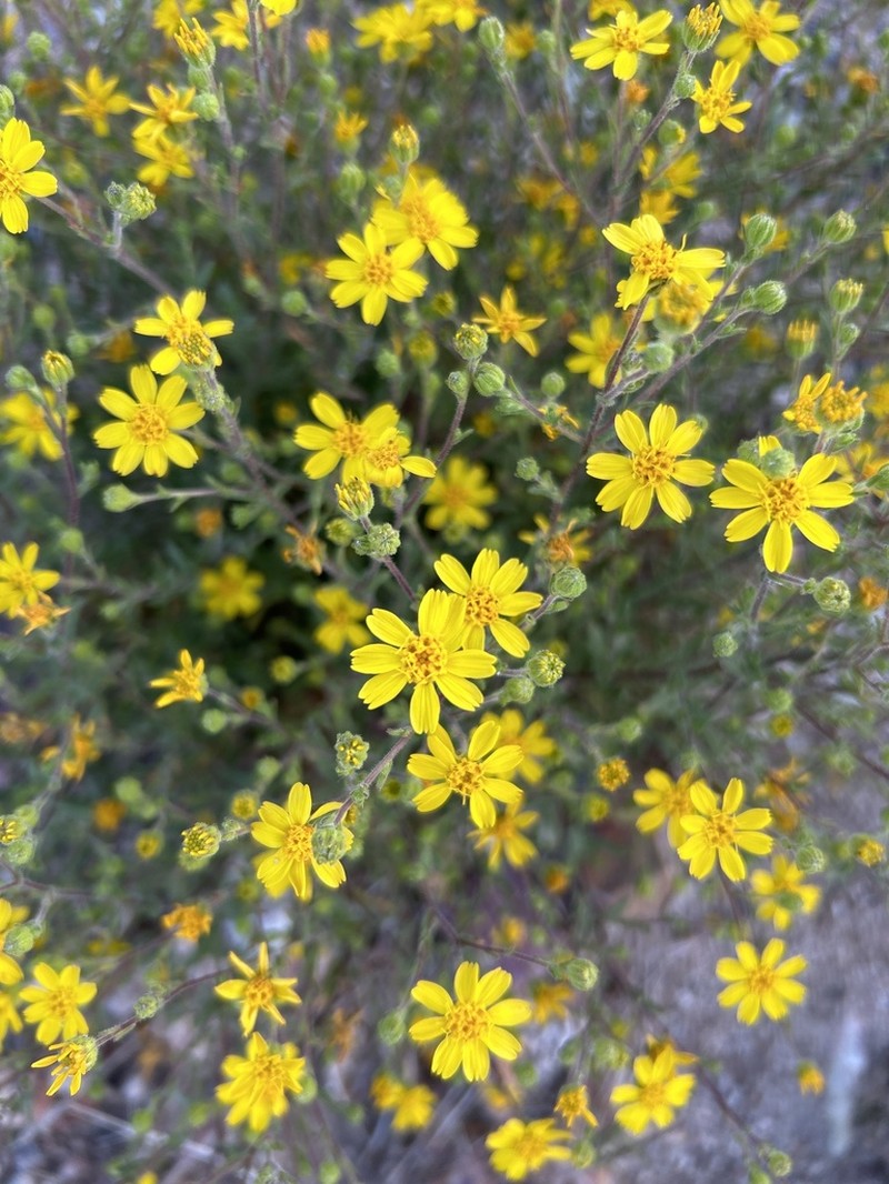 Red Rock Tarweed photo 5