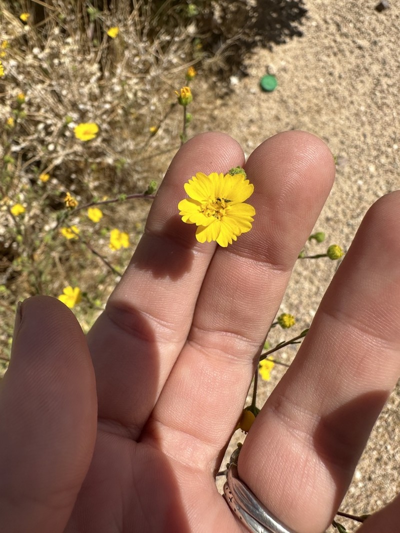 Red Rock Tarweed photo 6