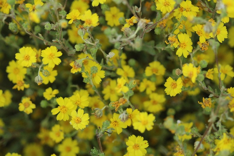 Red Rock Tarweed photo 7