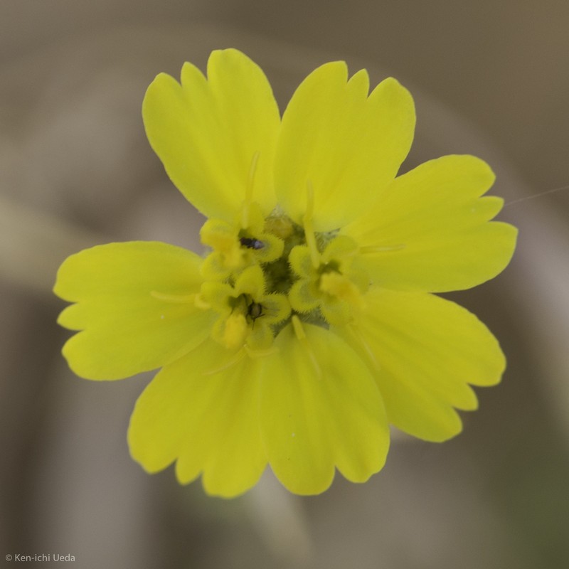Red Rock Tarweed photo 8