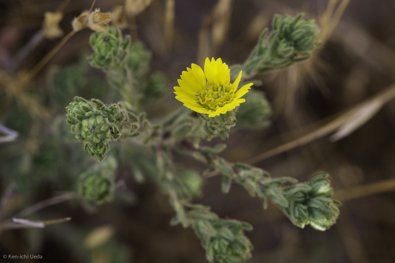 Livermore Tarweed