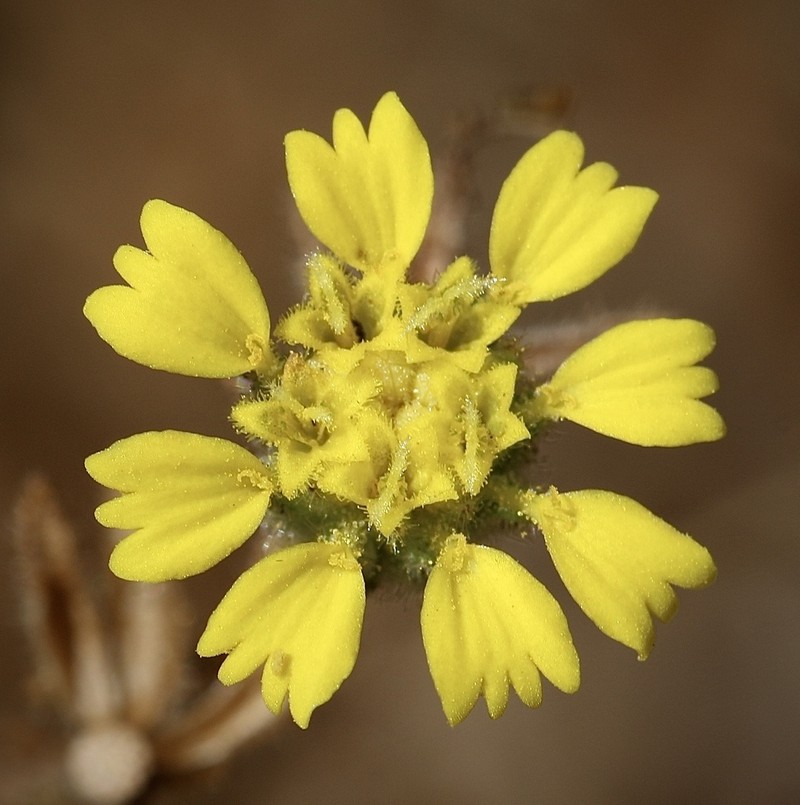 Livermore Tarweed photo 2