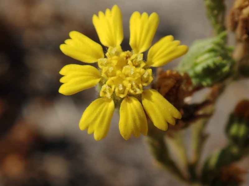 Livermore Tarweed photo 3