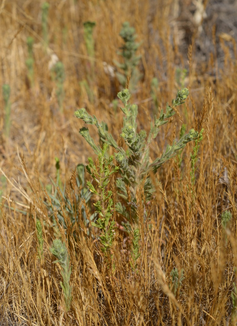 Livermore Tarweed photo 4