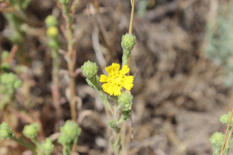 Livermore Tarweed photo 5