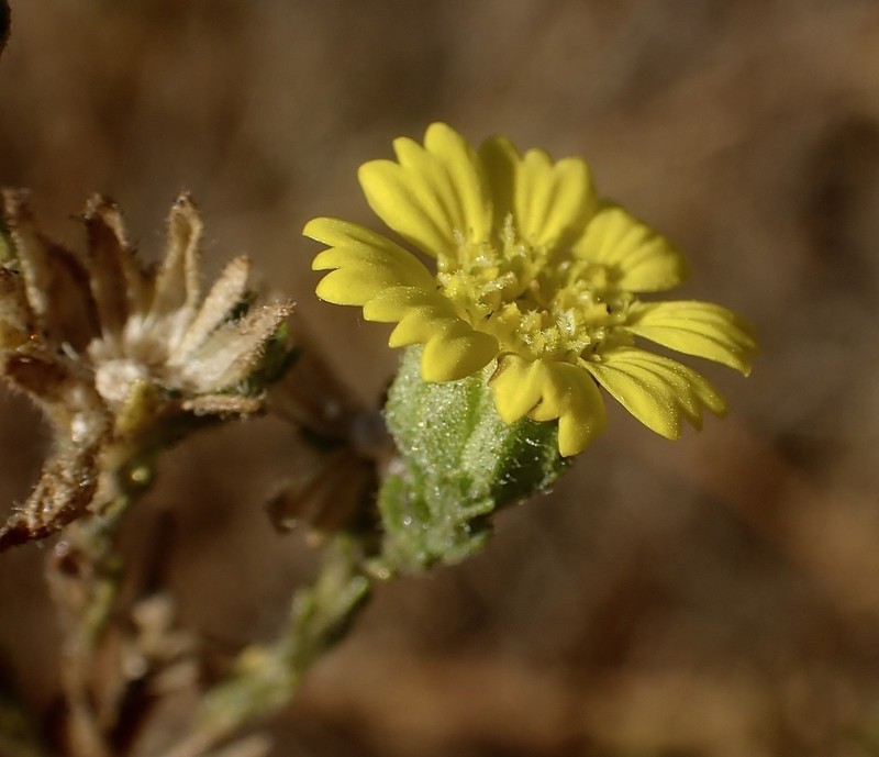 Livermore Tarweed photo 6