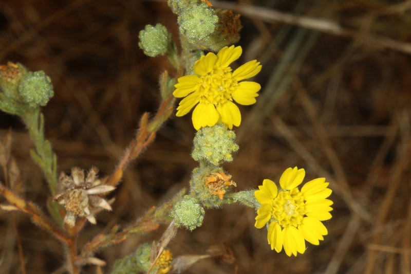 Livermore Tarweed photo 7