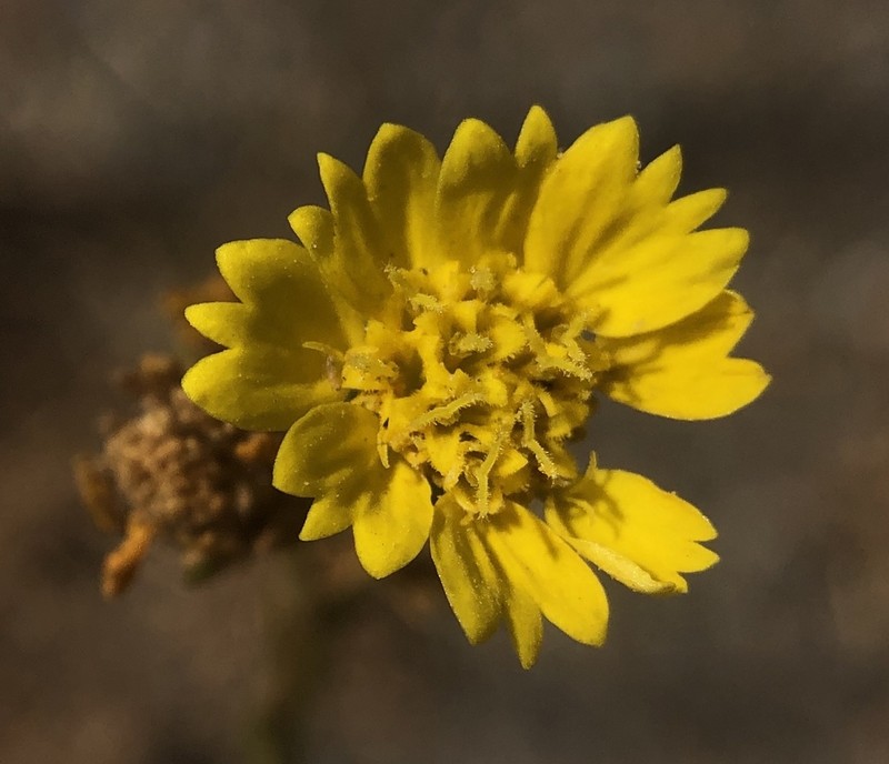 Livermore Tarweed photo 8