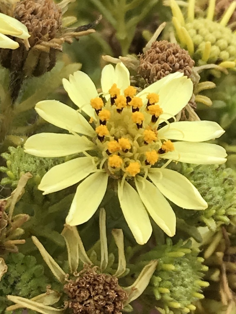 Catalina Tarweed