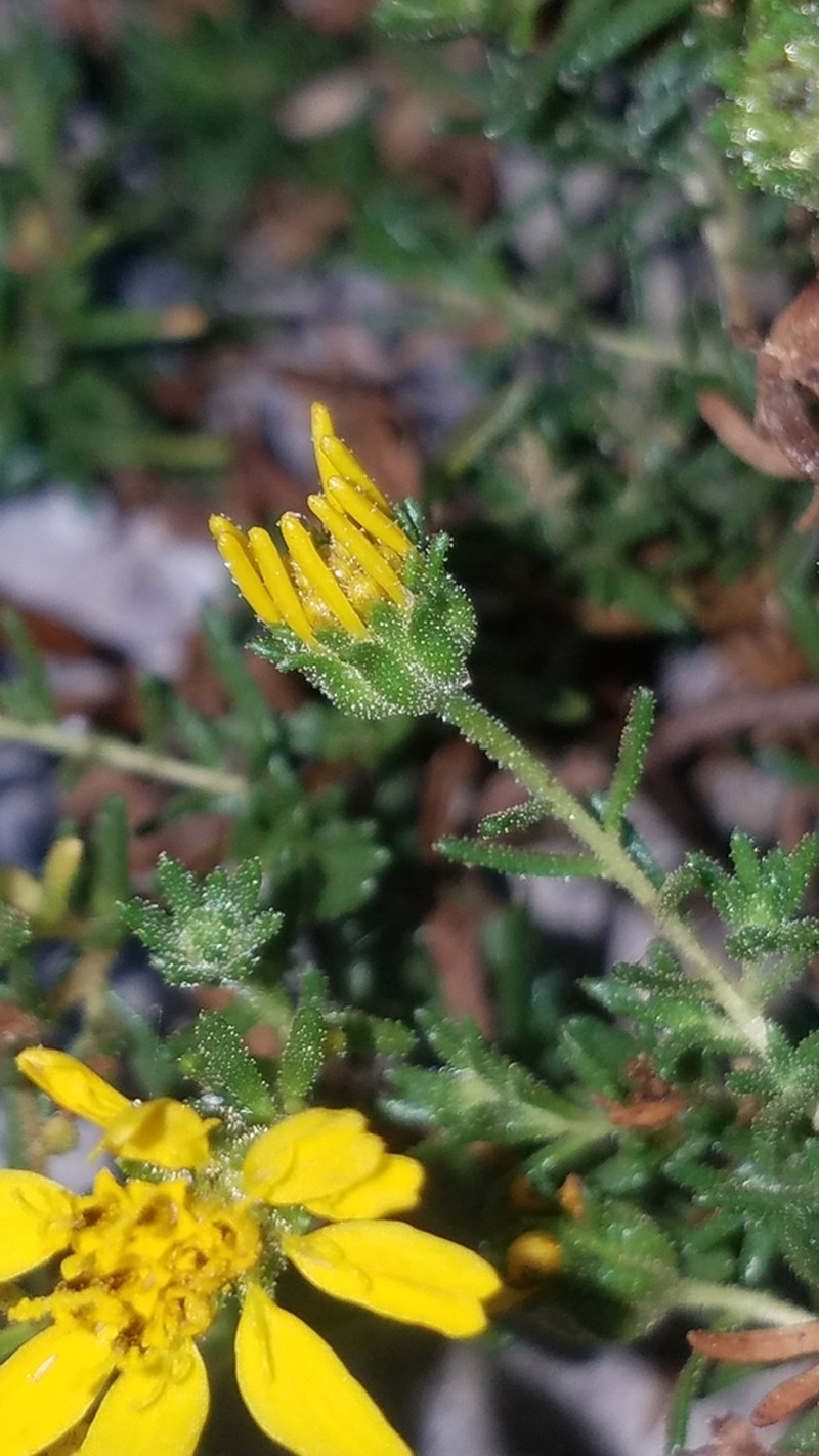 Catalina Tarweed photo 2