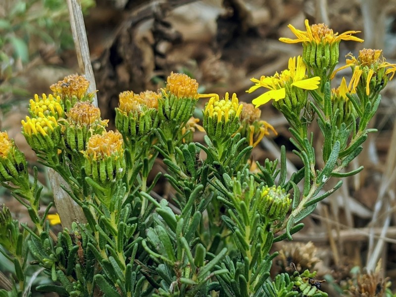 Catalina Tarweed photo 3