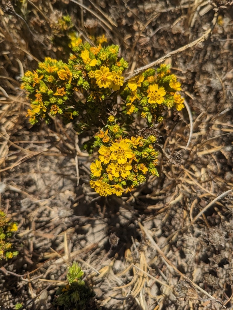 Catalina Tarweed photo 4