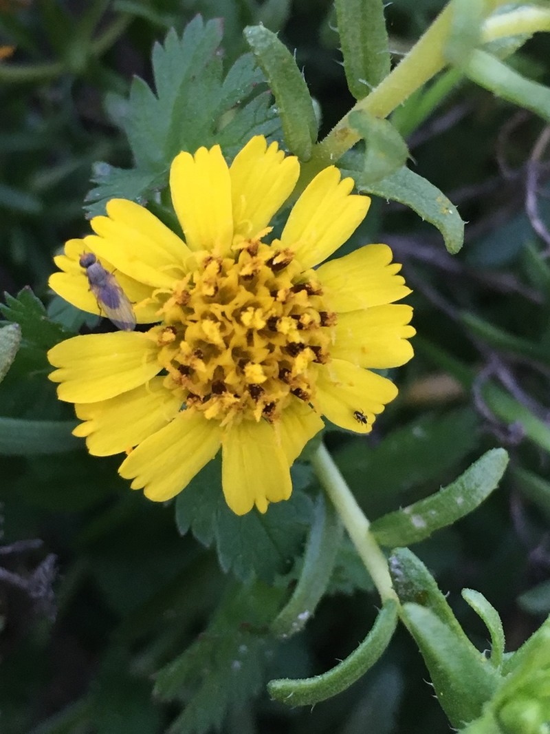 Catalina Tarweed photo 5