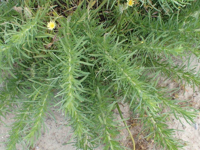 Catalina Tarweed photo 6