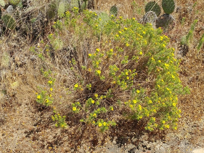 Catalina Tarweed photo 7