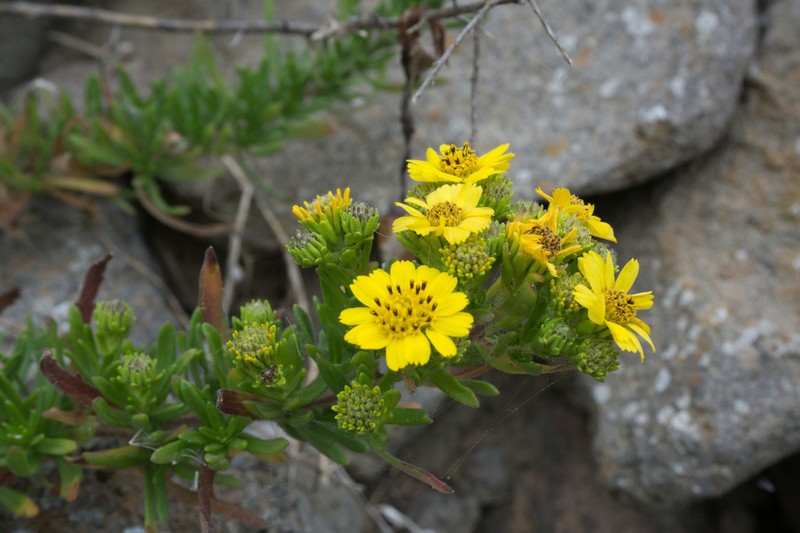 Catalina Tarweed photo 8