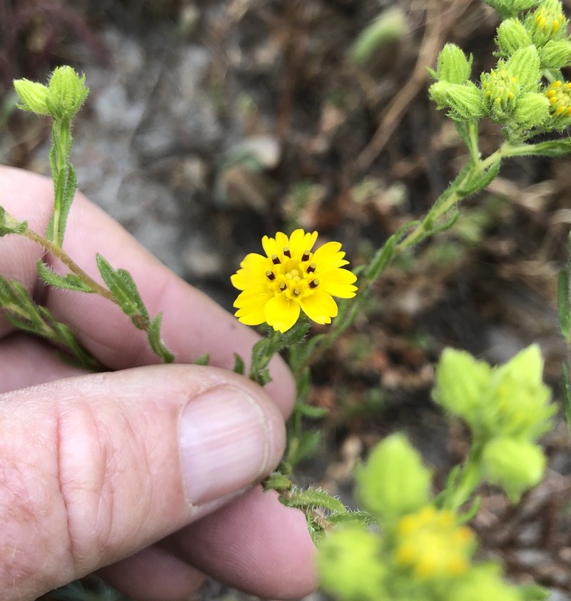 Otay Tarweed photo 2