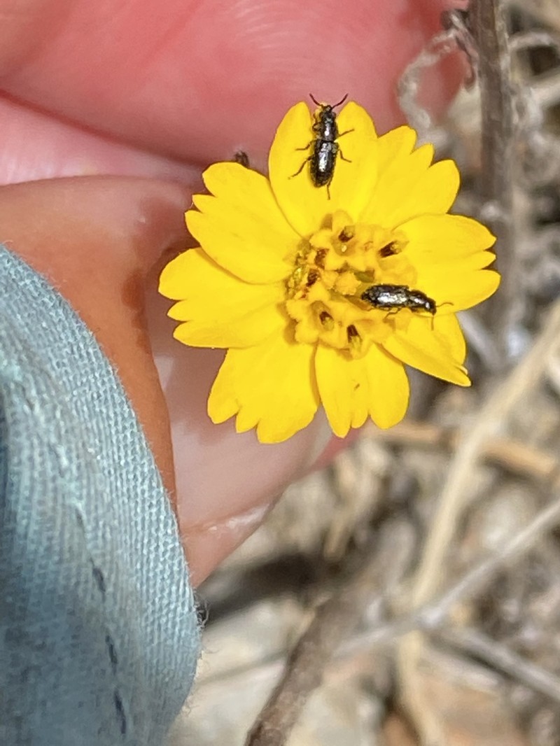 Otay Tarweed photo 3