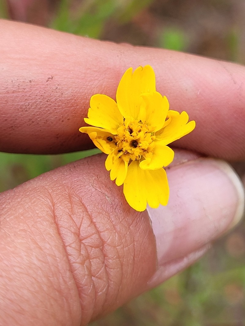 Otay Tarweed photo 4