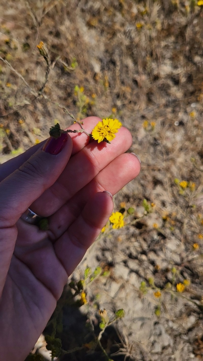 Otay Tarweed photo 5