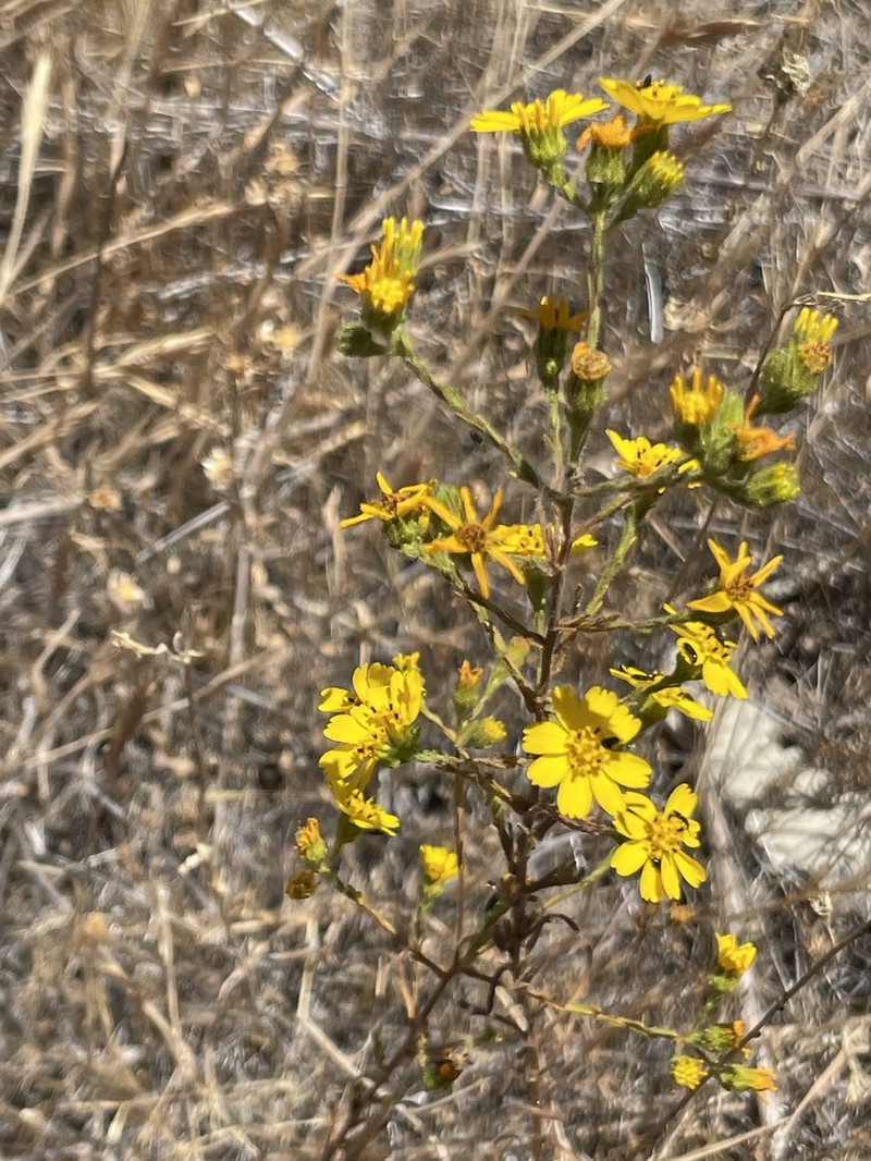 Otay Tarweed photo 6