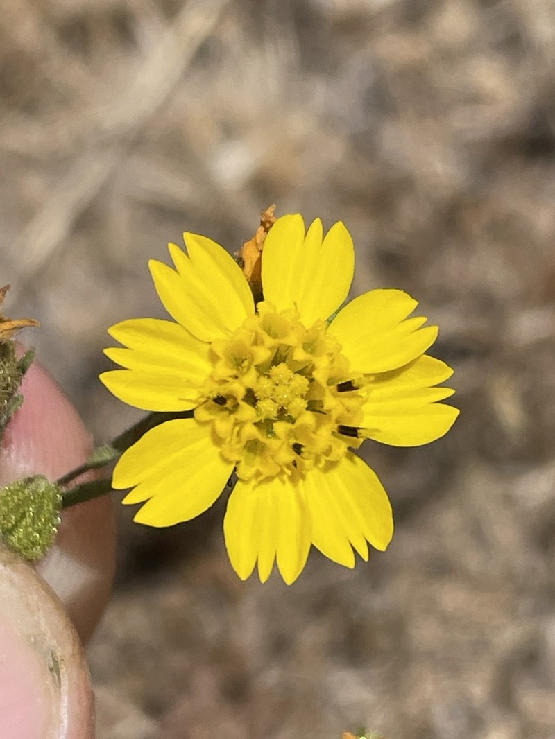 Otay Tarweed photo 7